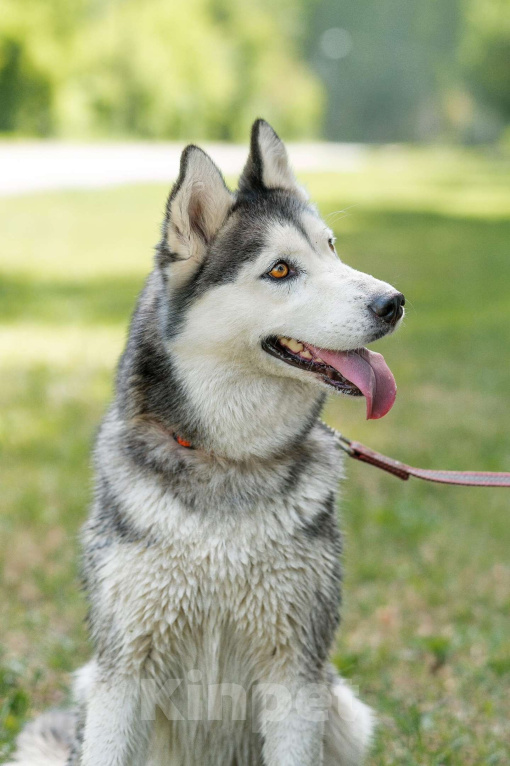 Собаки в Воскресенске: Байра в поисках дома! Девочка, Бесплатно - фото 7