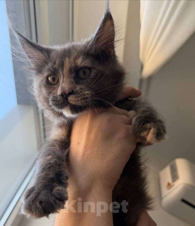 Кошки в Санкт-Петербурге: Девочка мейн-кун с документами Девочка, Бесплатно - фото 3