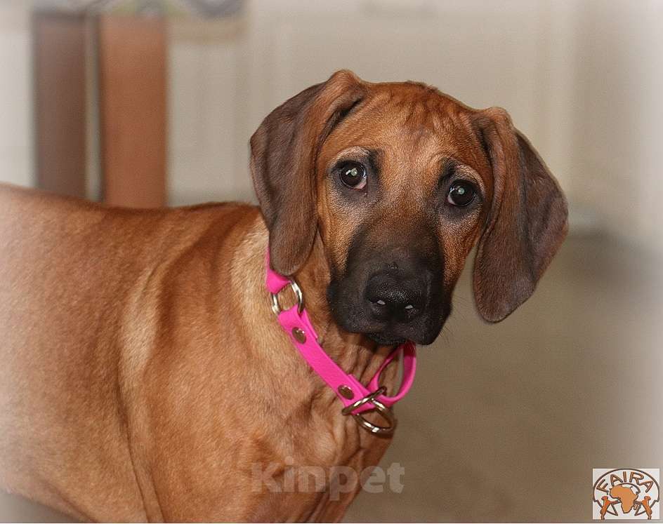 Собаки в Москве: Щенки родезийского риджбека  Девочка, Бесплатно - фото 1