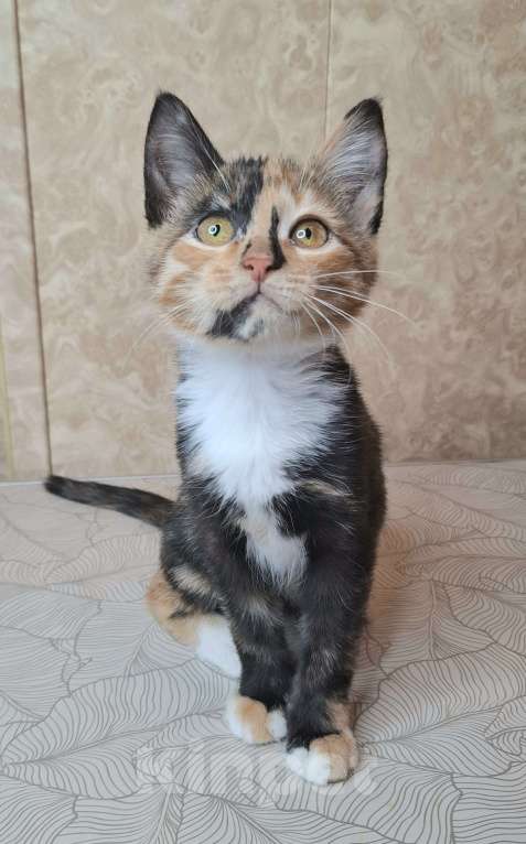 Кошки в Москве: Котёнок с интересным окрасом в добрые руки  Девочка, Бесплатно - фото 9