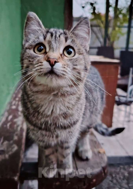 Кошки в других городах Башкортостана: Обаятельная девчушка Девочка, 500 руб. - фото 4