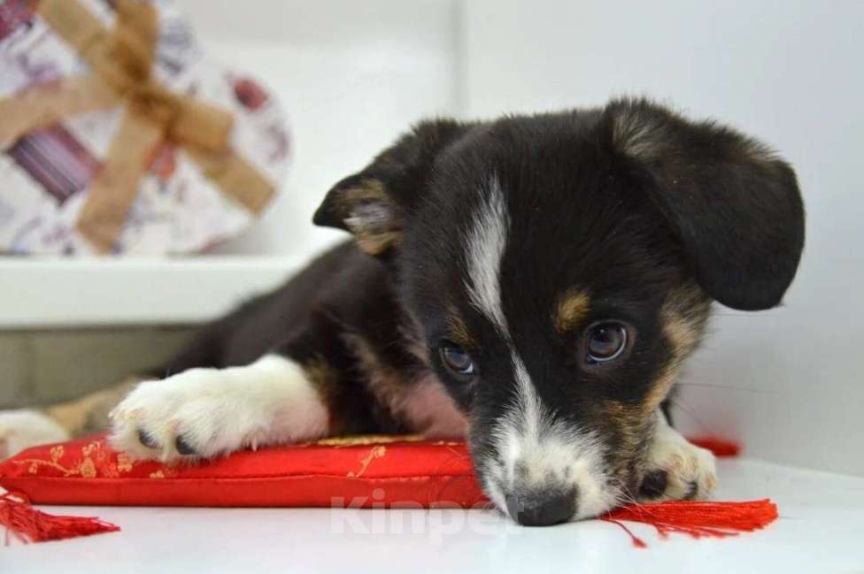 Собаки в Москве: Мишель Вельш-корги-кардиган  Девочка, 40 000 руб. - фото 4