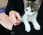 Кошки в Волгограде: Котенок в добрые руки Девочка, Бесплатно - фото 1