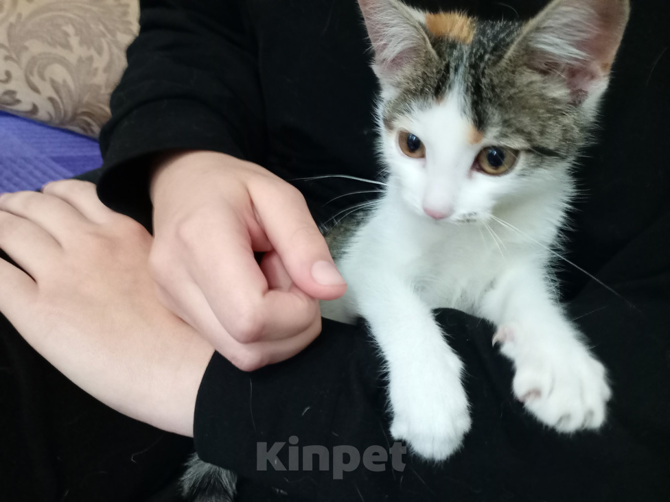 Кошки в Волгограде: Котенок в добрые руки Девочка, Бесплатно - фото 1