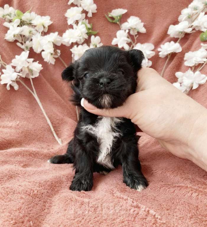 Собаки в Москве: Чёрный йорк девочка Девочка, 100 000 руб. - фото 3