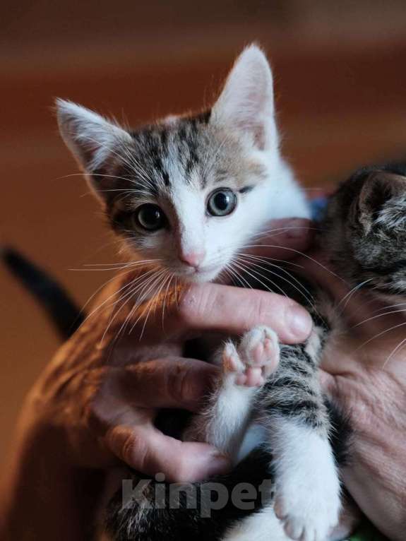 Кошки в Москве: Пушистики в поисках дома, котята Мальчик, Бесплатно - фото 3