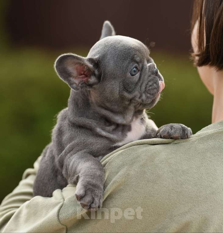 Собаки в Брянске: Тильда Девочка, 120 000 руб. - фото 4