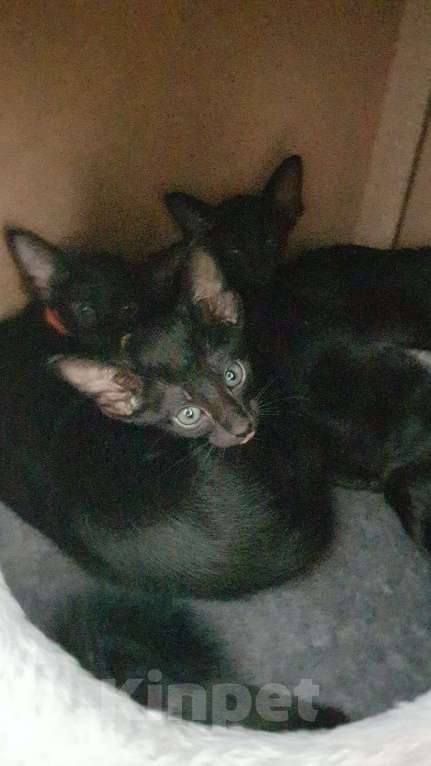 Кошки в Москве: Ориентальный 7-летний кот(тип классика - не экстремал) ищет невесту Мальчик, Бесплатно - фото 7