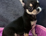 Собаки в Ростове-на-Дону: Девочка чихуахуа Девочка, 40 000 руб. - фото 6