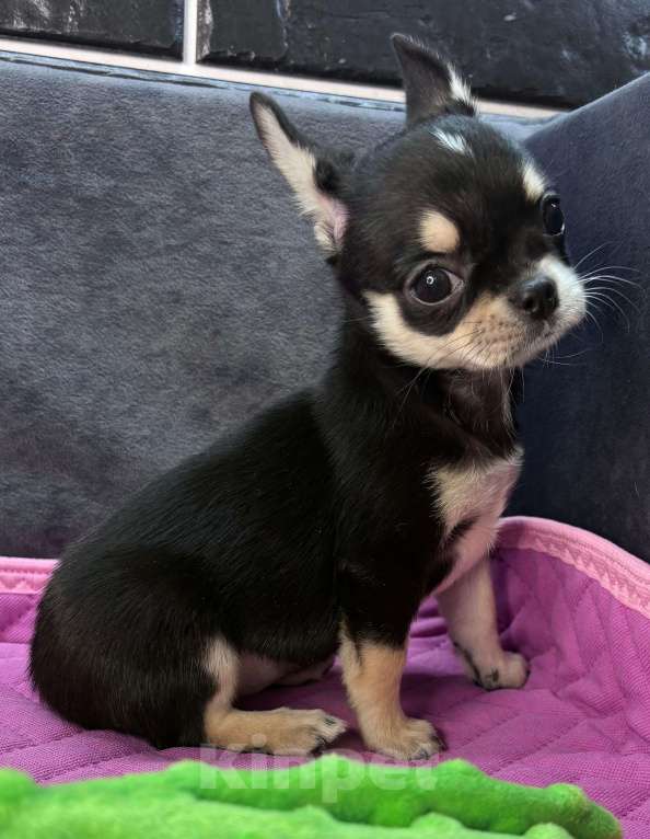 Собаки в Ростове-на-Дону: Девочка чихуахуа Девочка, 40 000 руб. - фото 6