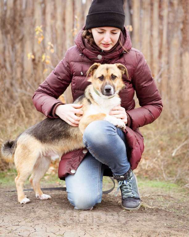 Собаки в Москве: Добрый и общительный Перчик ищет дом Мальчик, Бесплатно - фото 5
