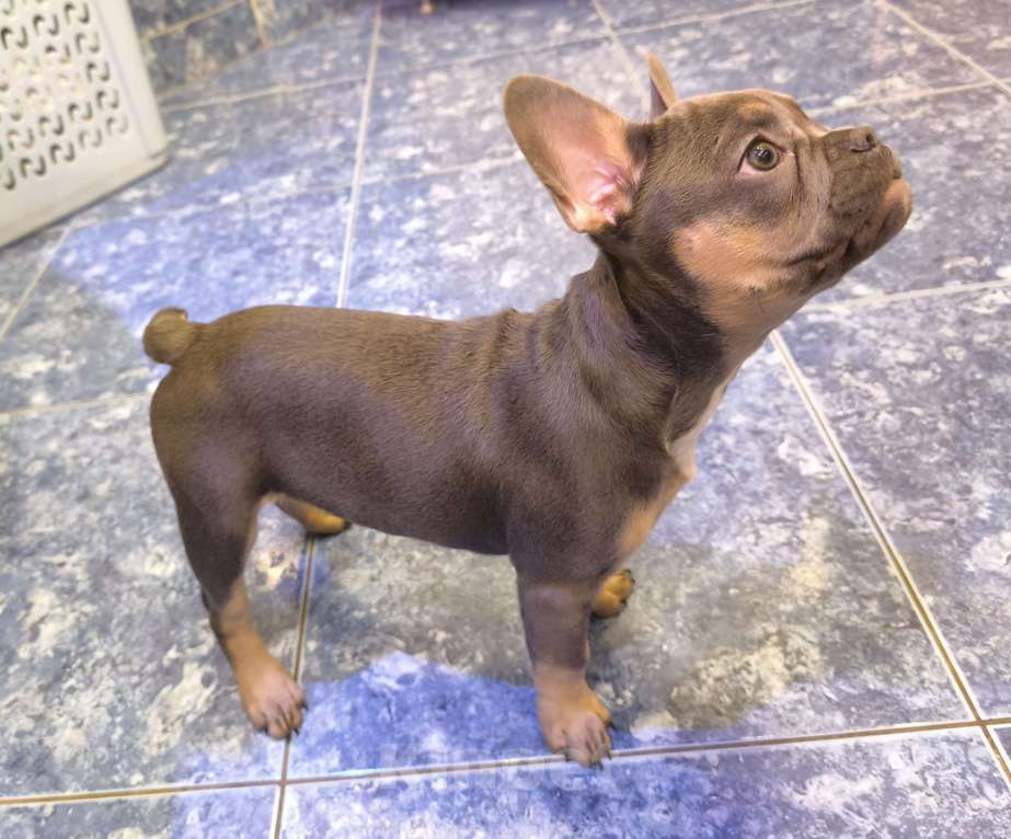 Собаки в Иркутске: Французский бульдог, щенок Мальчик, Бесплатно - фото 2