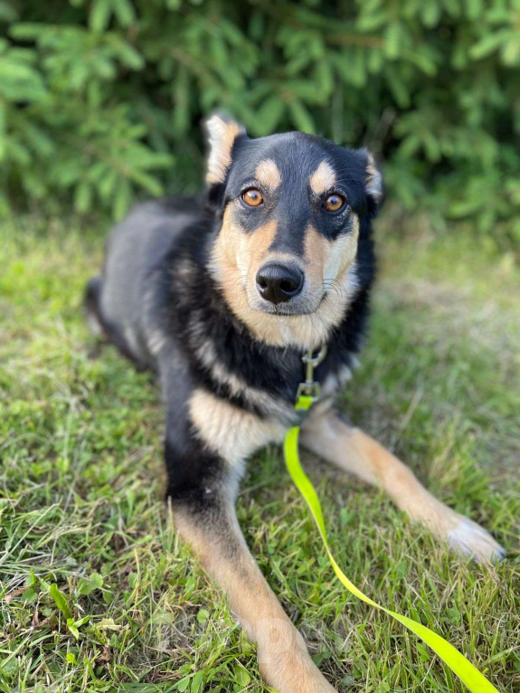Собаки в Москве: Собака нормально ходить не будет Девочка, Бесплатно - фото 1