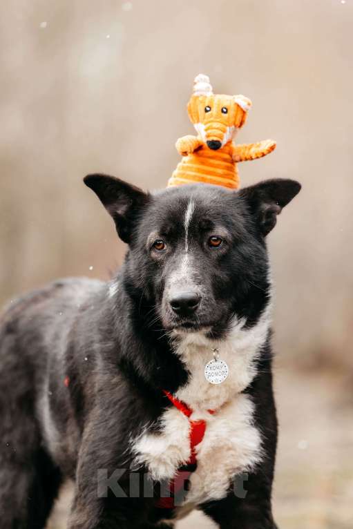 Собаки в Москве: Джейкоб ищет дом. Котопёс с самым добрым сердцем Мальчик, Бесплатно - фото 4