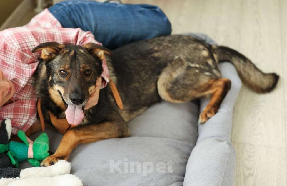 Собаки в Москве: Общительный и ласковый пёс Енисей в добрые руки Мальчик, 1 руб. - фото 3