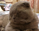 Кошки в Орлове: Вязка, 1 000 руб. - фото 3