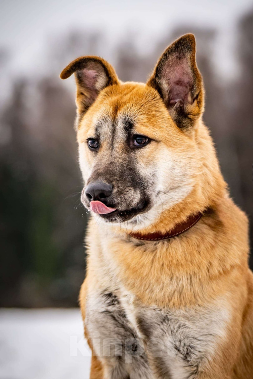 Собаки в Клине: Хорт — серьёзный парень Мальчик, Бесплатно - фото 2