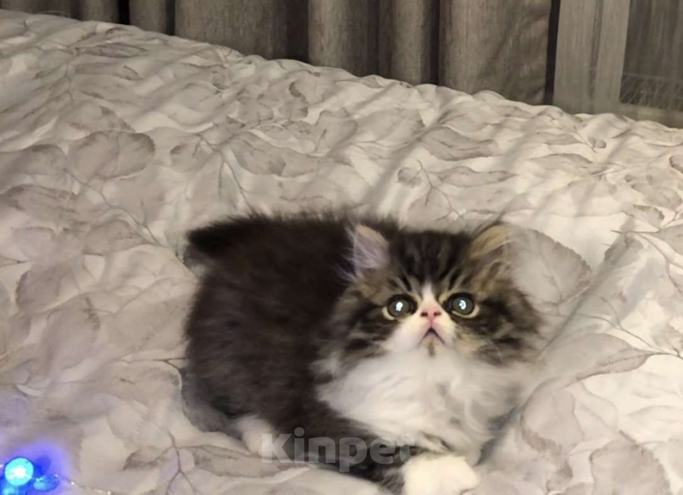 Кошки в Москве: Персидский котенок  Мальчик, 24 000 руб. - фото 1