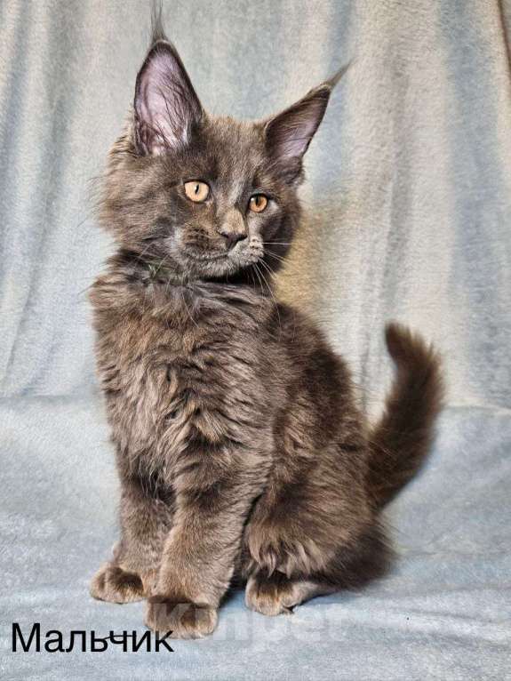 Кошки в Москве: Котята Мейн-кун Разнополые, 40 000 руб. - фото 2