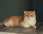 Кошки в Москве: Британский кот Мальчик, 100 000 руб. - фото 4