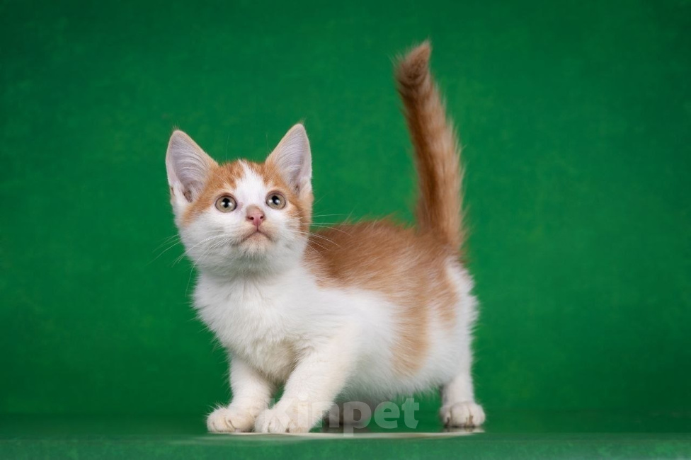 Кошки в Москве: Котенок Гелик ищет дом Мальчик, Бесплатно - фото 3
