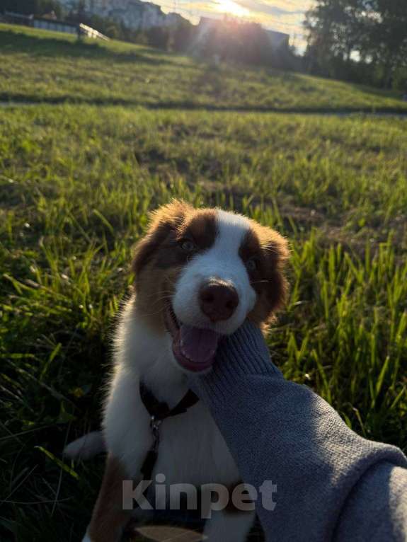 Собаки в Москве: Щенок Австралийской овчарки, аусси Мальчик, 50 000 руб. - фото 2
