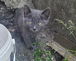 Кошки в Пятигорске: Котята в добрые руки Мальчик, Бесплатно - фото 3
