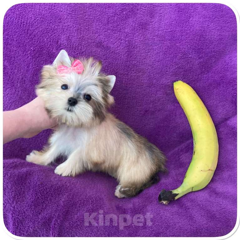 Собаки в Москве: Голддаст йорк золотая девочка мини Девочка, 85 000 руб. - фото 9