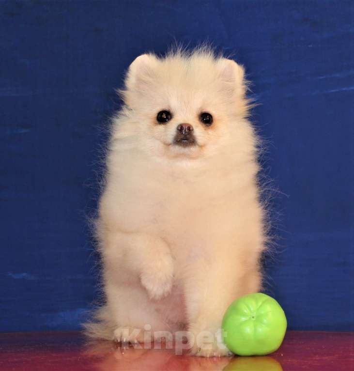 Собаки в Москве: померанский шпиц щенки мини и микро, 25 000 руб. - фото 5