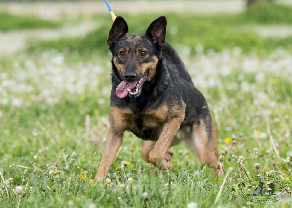 Собаки в Москве: Лютта Девочка, Бесплатно - фото 7