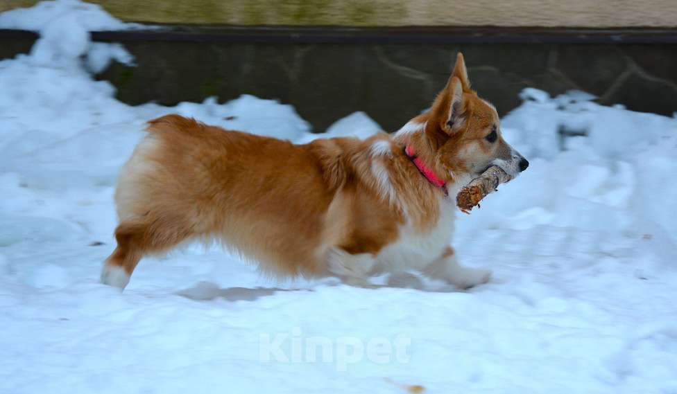 Собаки в Москве: Альмаре Феа Баркарола Девочка, 60 000 руб. - фото 9