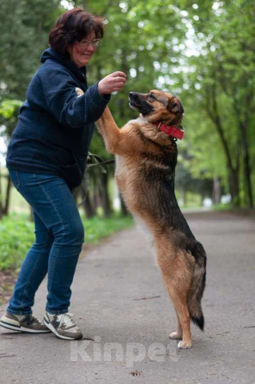 Собаки в Ногинске: Модерн - элегантен, галантен, учтив - в поиске дома Мальчик, Бесплатно - фото 4