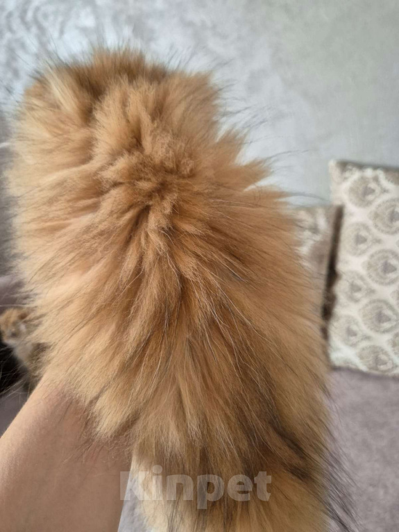 Кошки в Долгопрудном: Девочка Девочка, 230 000 руб. - фото 2