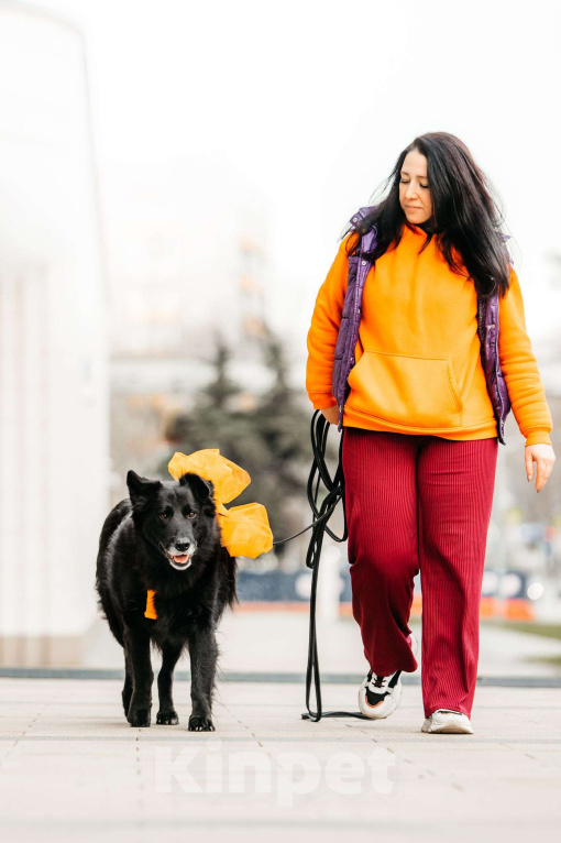 Собаки в Москве: Знакомьтесь, ее зовут Шанти! Девочка, Бесплатно - фото 7