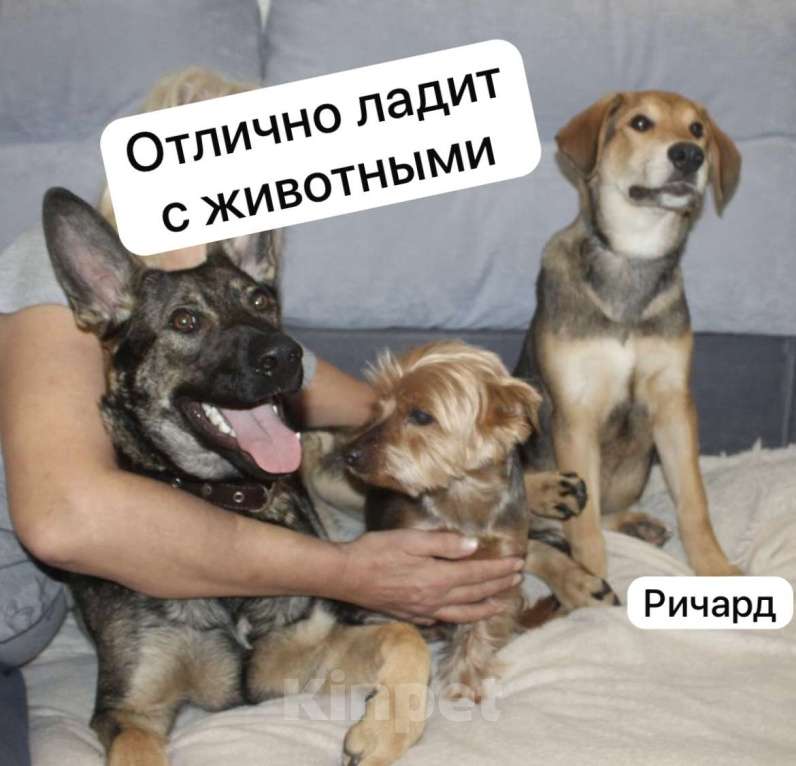 Собаки в Новосибирске: Солидный щенок в добрые руки Мальчик, Бесплатно - фото 4