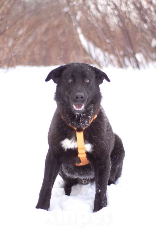 Собаки в Москве: Обаятельный Оникс в добрые руки Мальчик, Бесплатно - фото 2