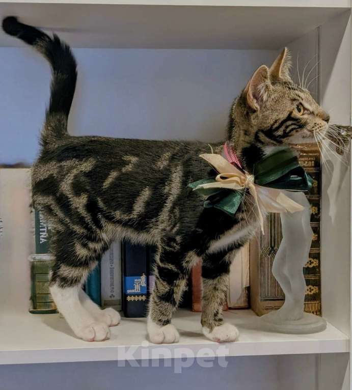 Кошки в Санкт-Петербурге: Мраморный котенок Пушик. 3 месяца Мальчик, Бесплатно - фото 2