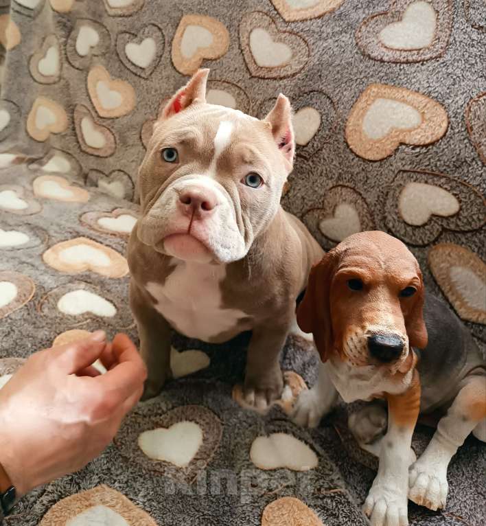 Собаки в Москве: Продается прекрасная девочка булли, покет Девочка, 145 000 руб. - фото 1