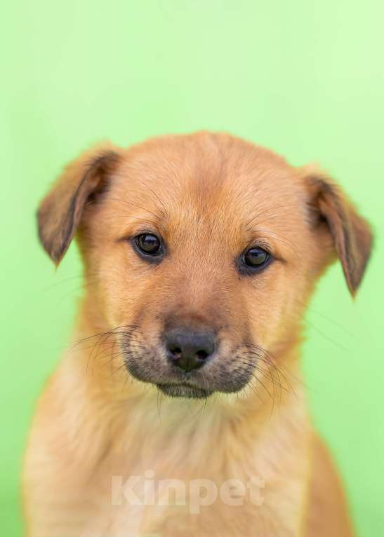 Собаки в других городах Московской области: Щенок Мира в добрые руки Девочка, Бесплатно - фото 6