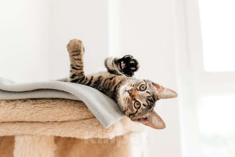 Кошки в Москве: Ручной шпротный котенок Пчёлка ищет дом Девочка, 1 руб. - фото 2