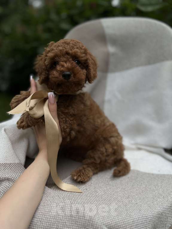 Собаки в Москве: Щенки мальтипу  Мальчик, 180 000 руб. - фото 3