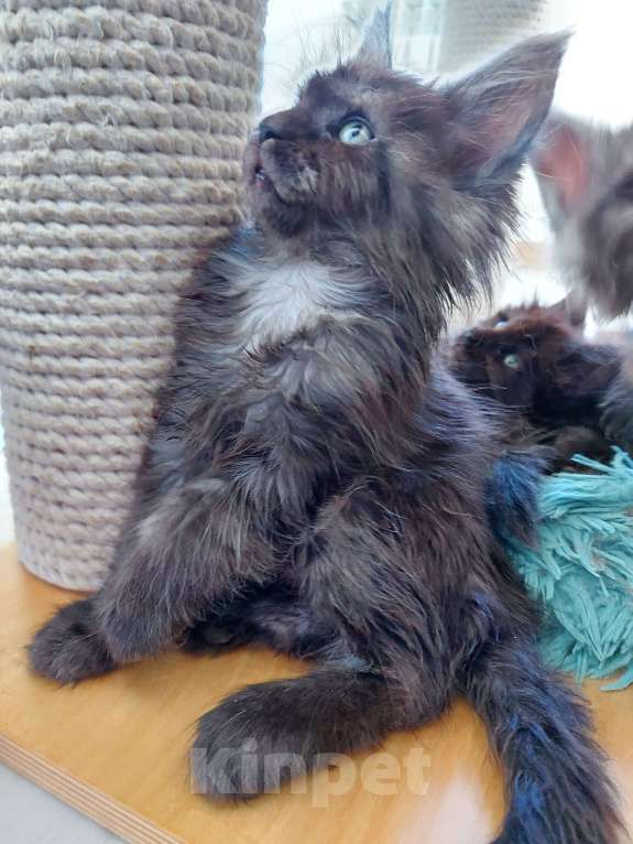 Кошки в Павловском Посаде: Мейн-кун мальчик 2 месяца Мальчик, 37 000 руб. - фото 7