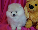 Собаки в Москве: Пушистое счастье- мини мальчик Мальчик, 30 000 руб. - фото 2