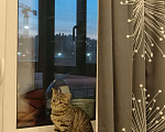 Кошки в Санкт-Петербурге: Хорошенький игривый котёнок Мальчик, Бесплатно - фото 5