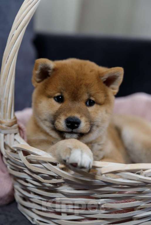 Собаки в Москве: Щенок сиба ину Мальчик, 50 000 руб. - фото 7