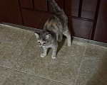 Кошки в Грозном: Хороший красивый котенок Девочка, Бесплатно - фото 2