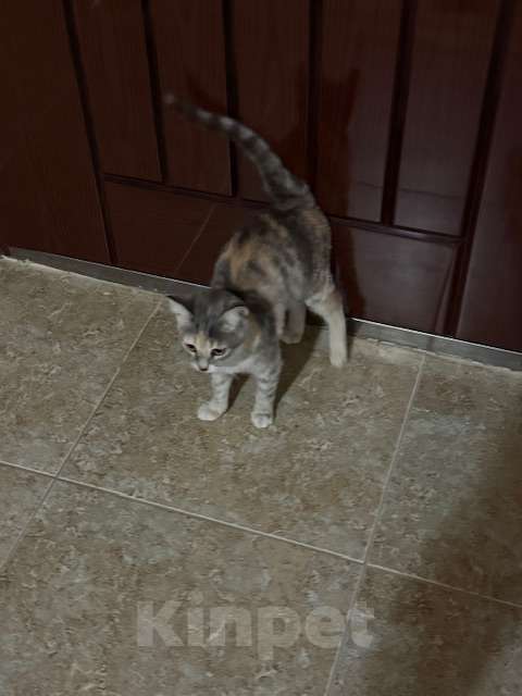 Кошки в Грозном: Хороший красивый котенок Девочка, Бесплатно - фото 2