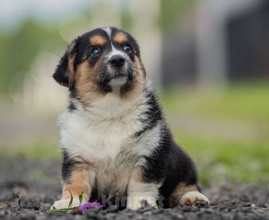 Собаки в Москве: Забава Девочка, 50 000 руб. - фото 4