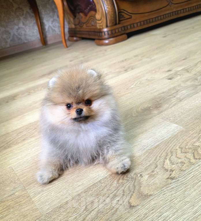 Собаки в Москве: Мальчик мини медвежонок Мальчик, 80 000 руб. - фото 5