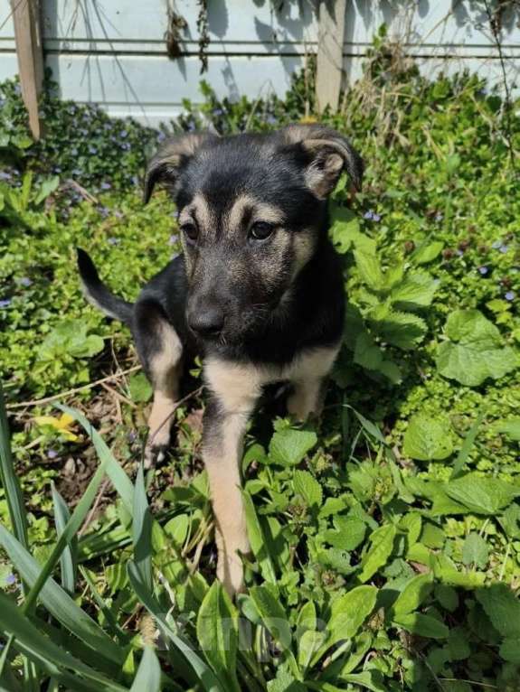 Собаки в Санкт-Петербурге: Маленькая крошка с большой любовью к игрушкам Девочка, Бесплатно - фото 5